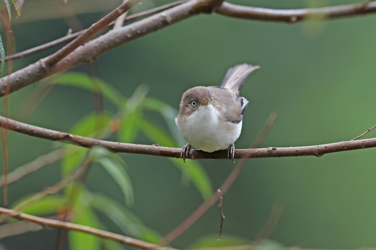 Blue-winged Minla - ML642377674