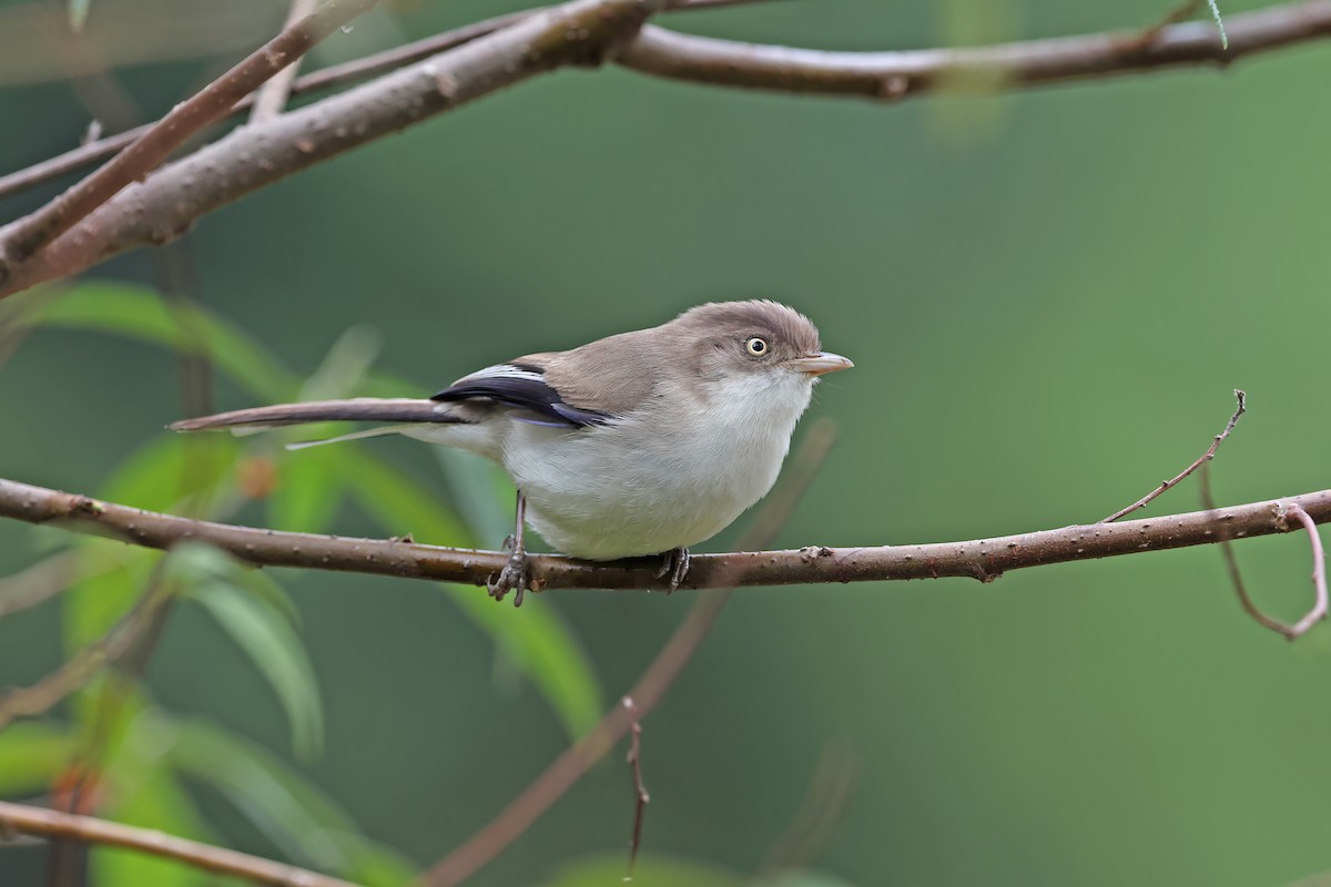 Blue-winged Minla - ML642377675