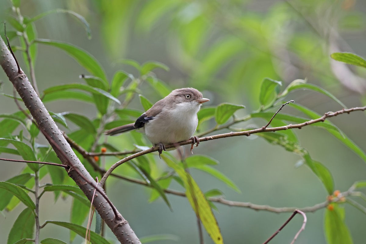 Blue-winged Minla - ML642377676
