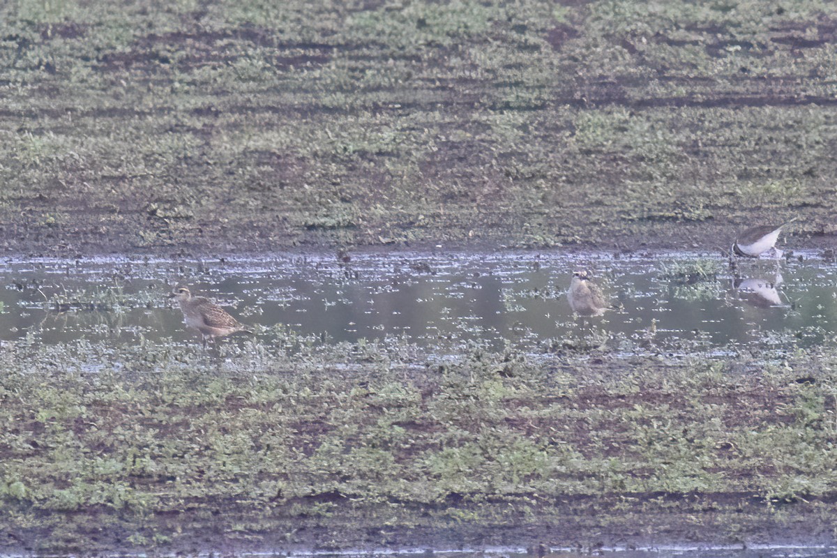 American Golden-Plover - ML642377681