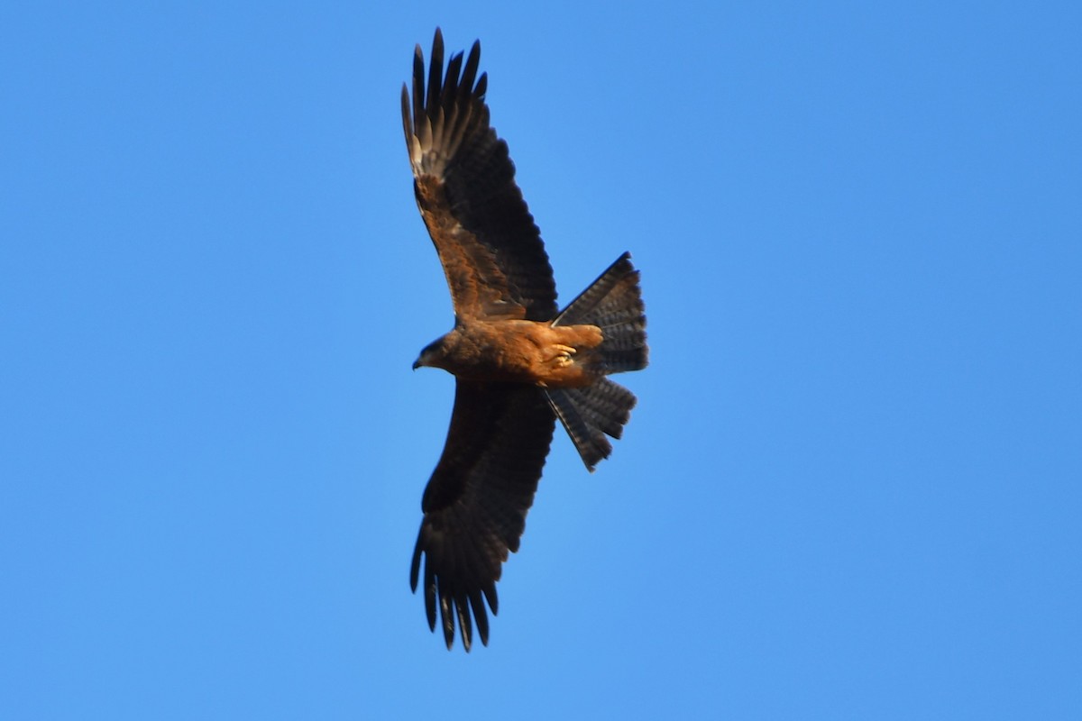 Black Kite (Black) - ML642377695