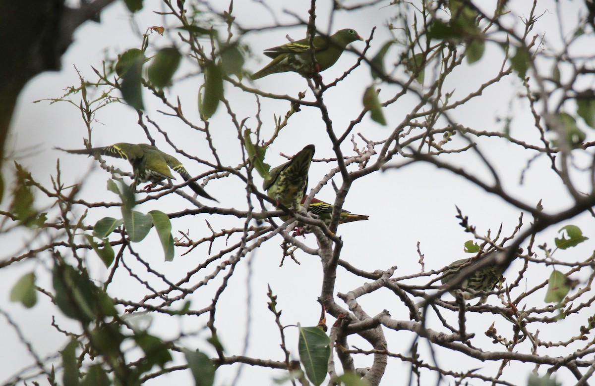 Thick-billed Green-Pigeon - ML642377713