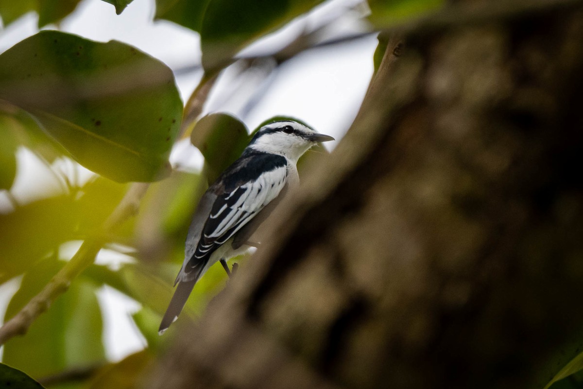 Pied Triller - ML642377745