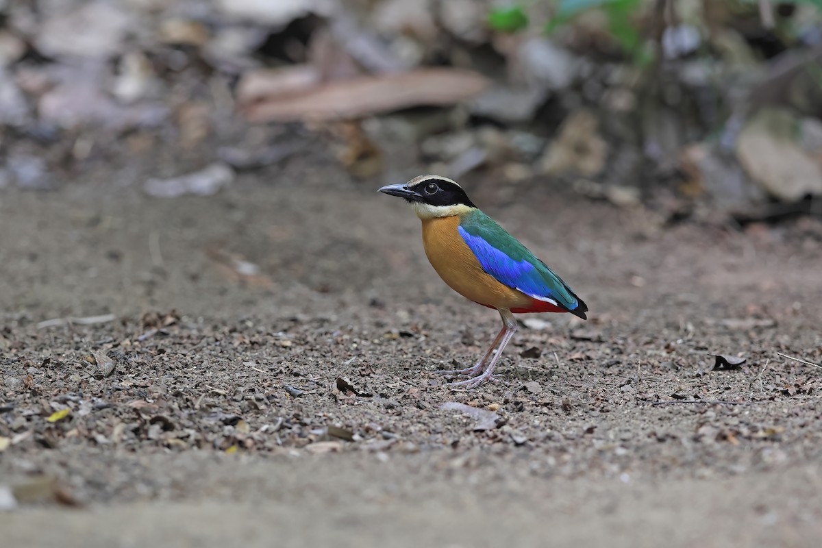 Blue-winged Pitta - ML642377746