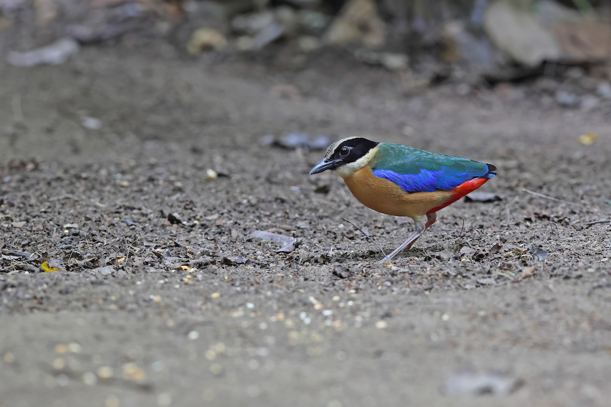 Blue-winged Pitta - ML642377747