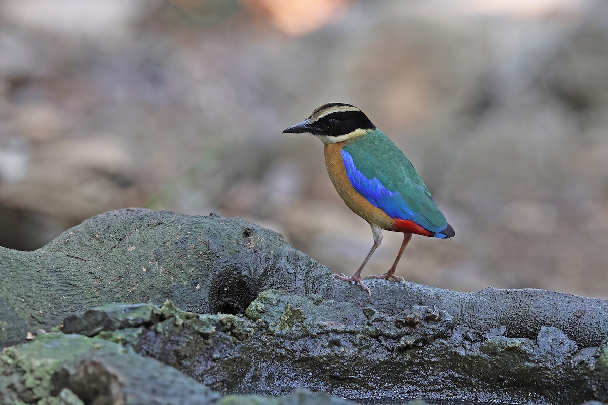 Blue-winged Pitta - ML642377748