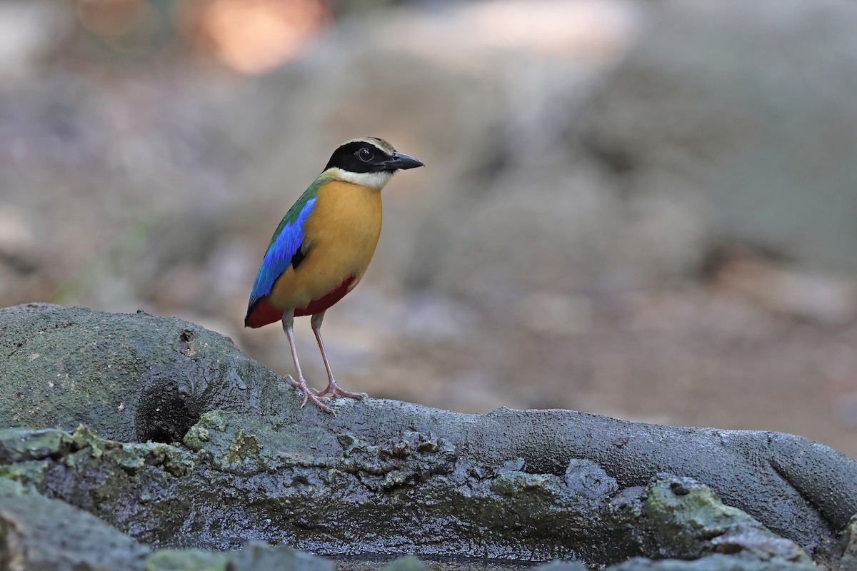 Brève à ailes bleues - ML642377749