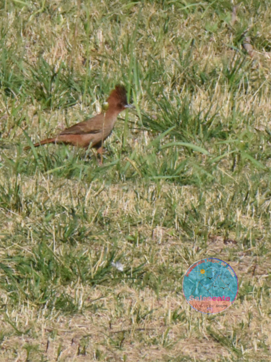Brown Cacholote - ML642377767