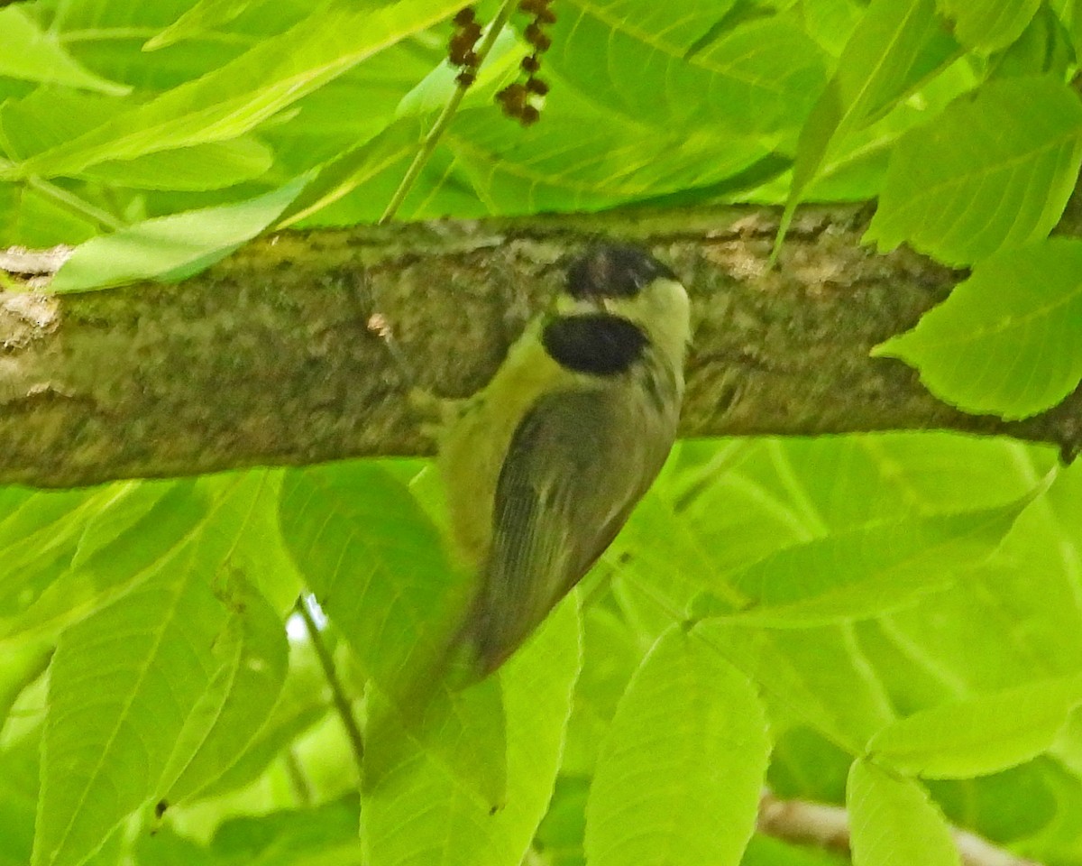 Carolina Chickadee - ML642377777
