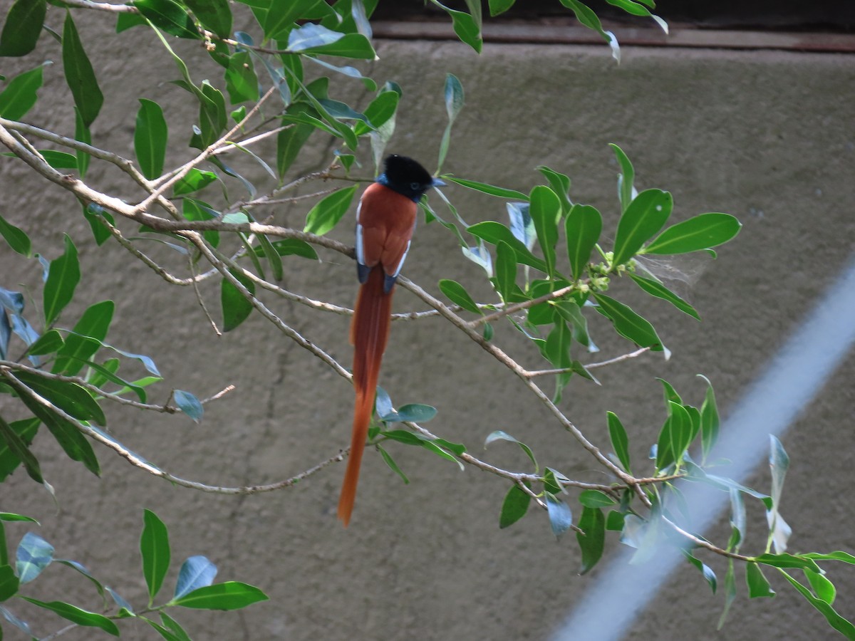 African Paradise-Flycatcher - ML642377780
