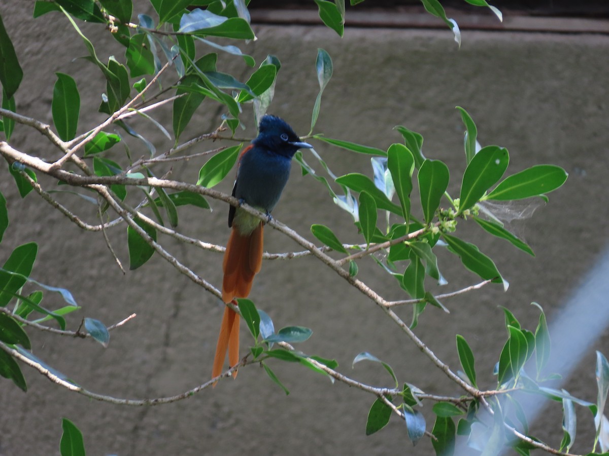 African Paradise-Flycatcher - ML642377781