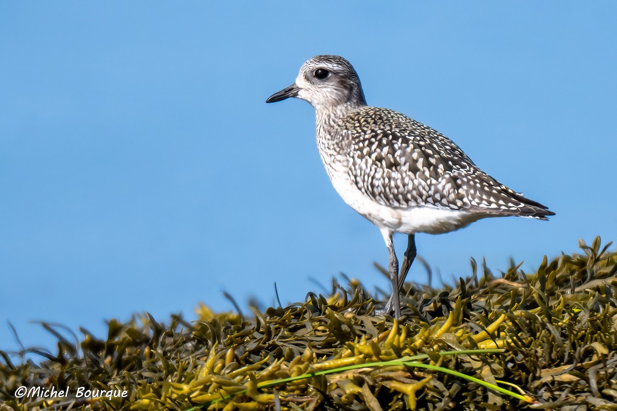 Black-bellied Plover - ML642377830