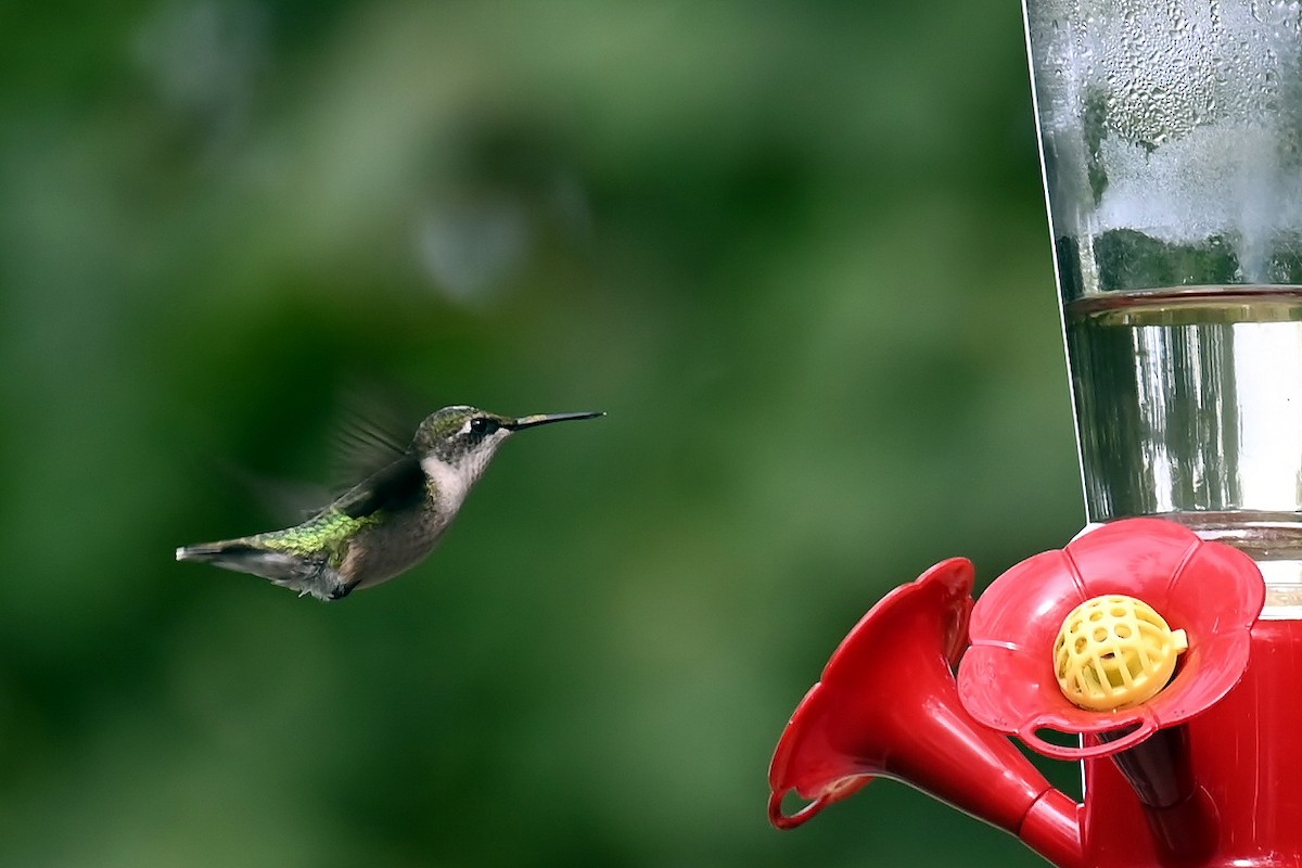 Ruby-throated Hummingbird - ML642377849