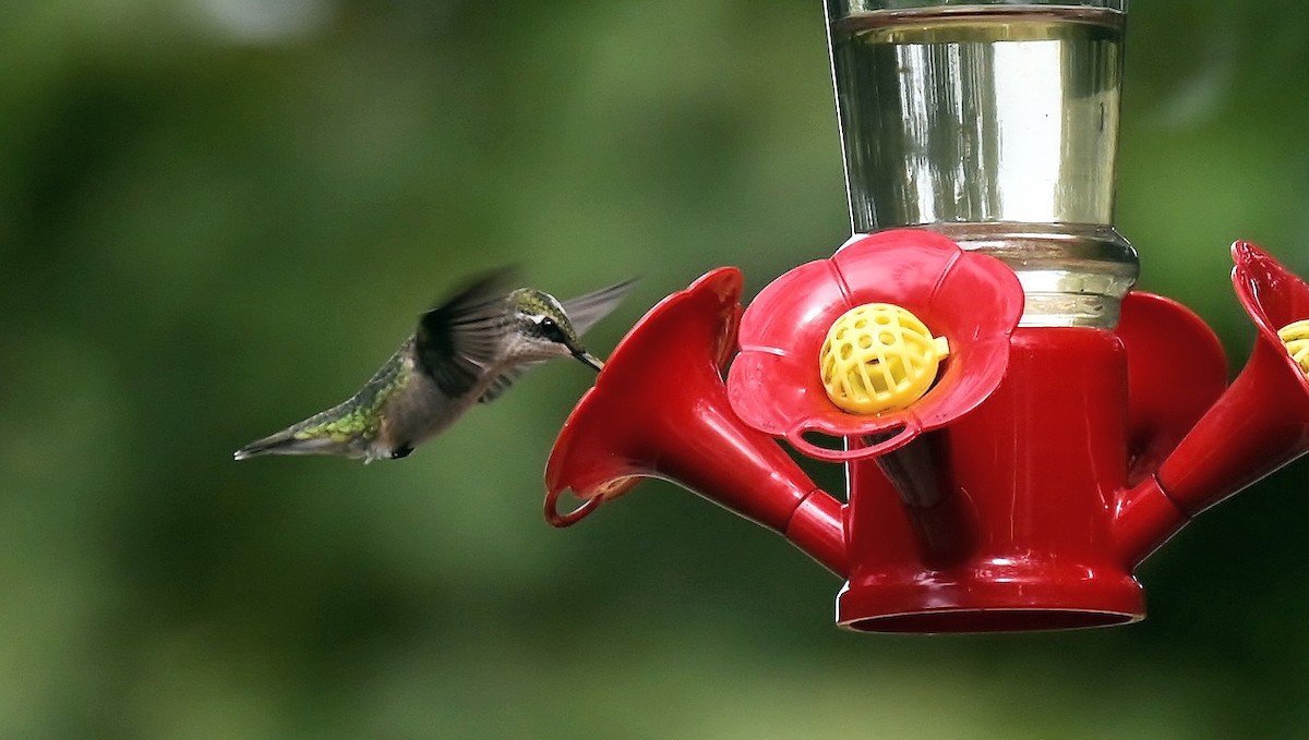 Ruby-throated Hummingbird - ML642377850