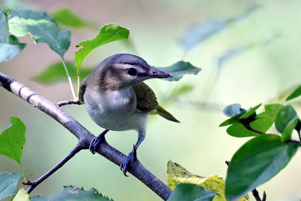 Red-eyed Vireo - ML642377861