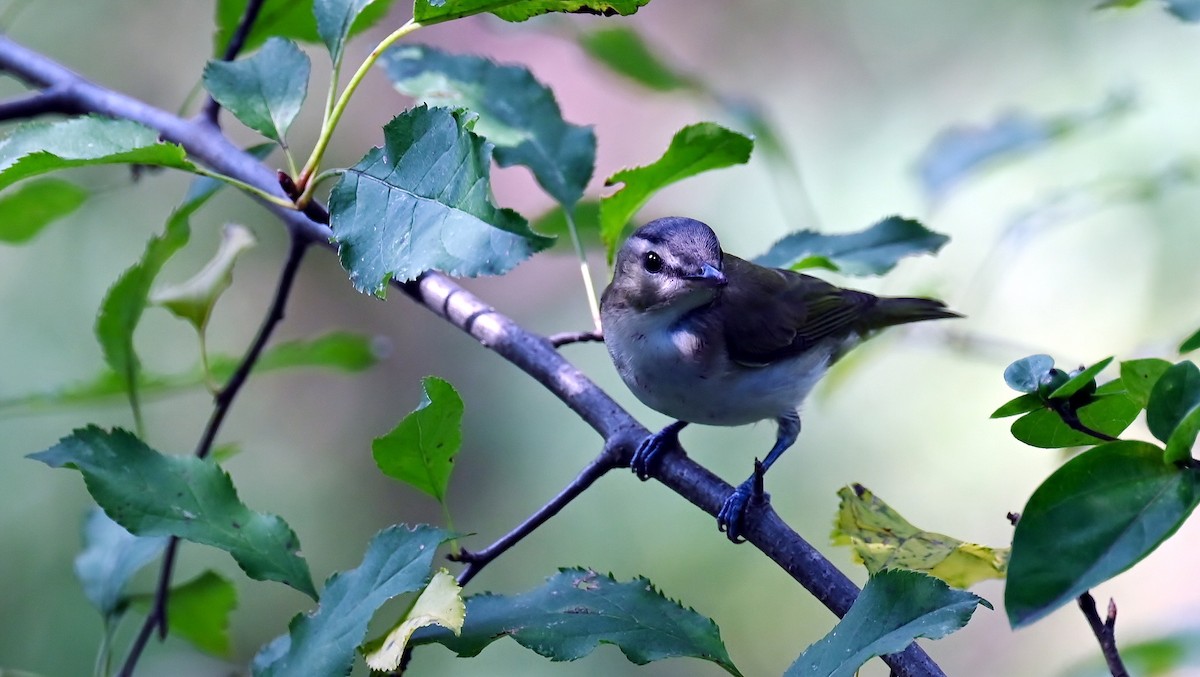 Red-eyed Vireo - ML642377862
