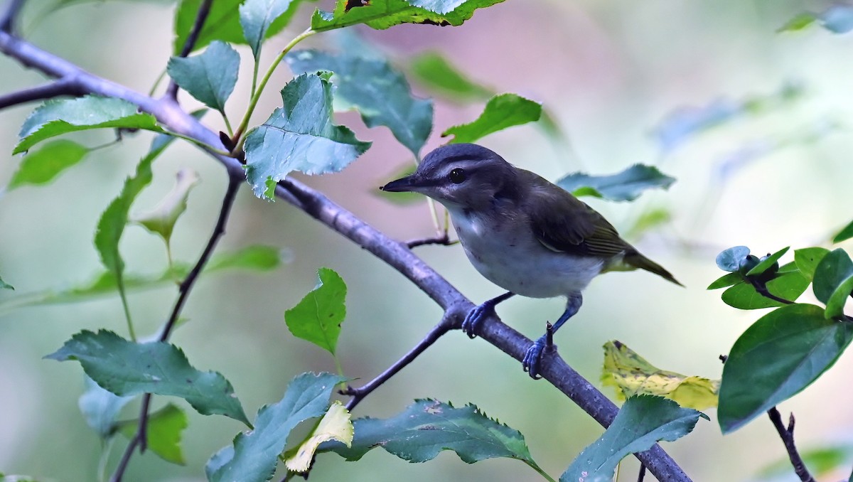 Red-eyed Vireo - ML642377863