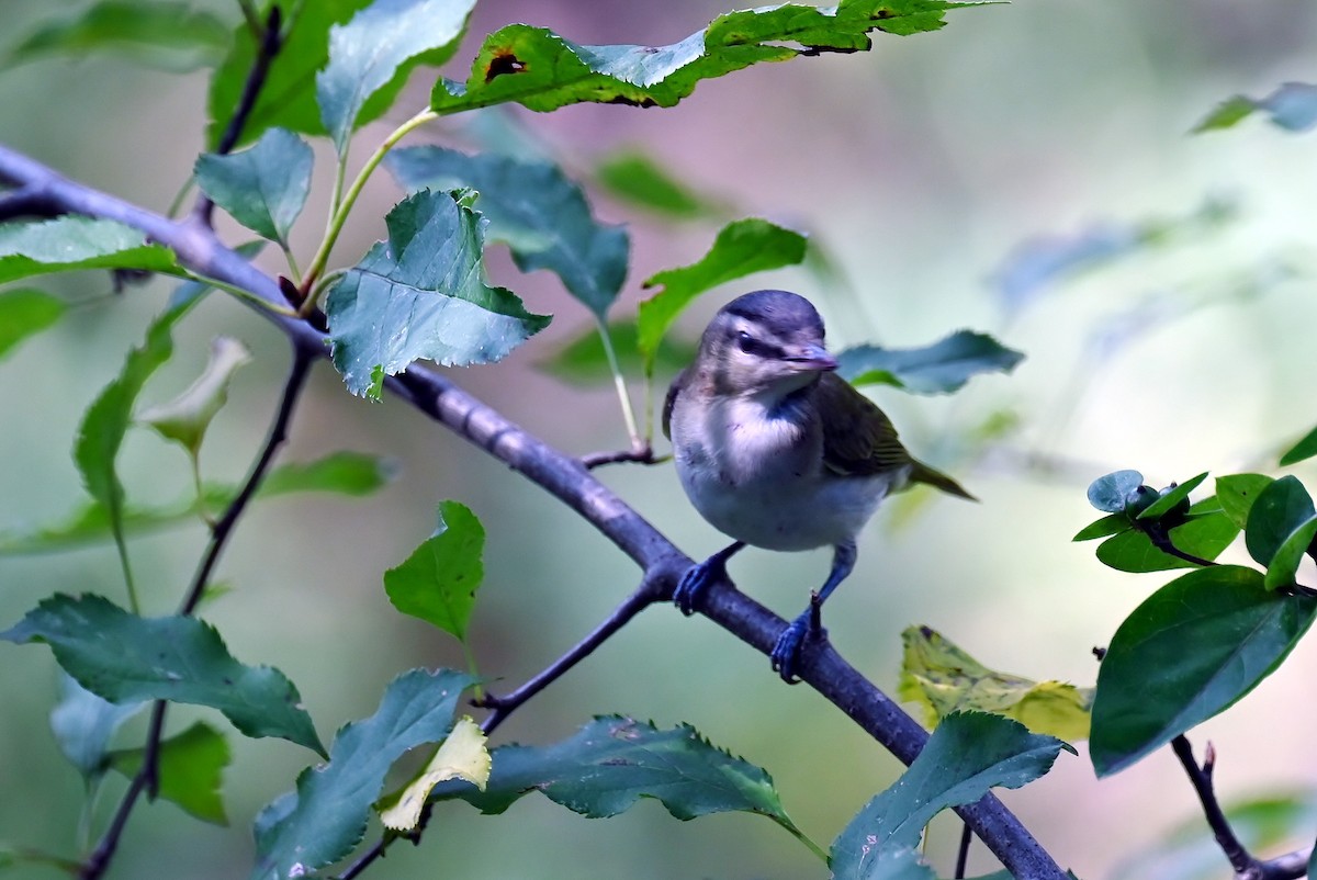 Red-eyed Vireo - ML642377864