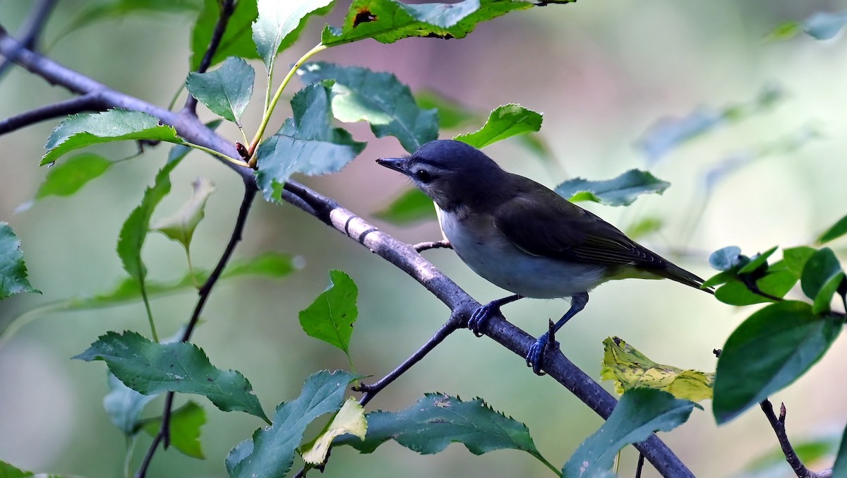 Red-eyed Vireo - ML642377865