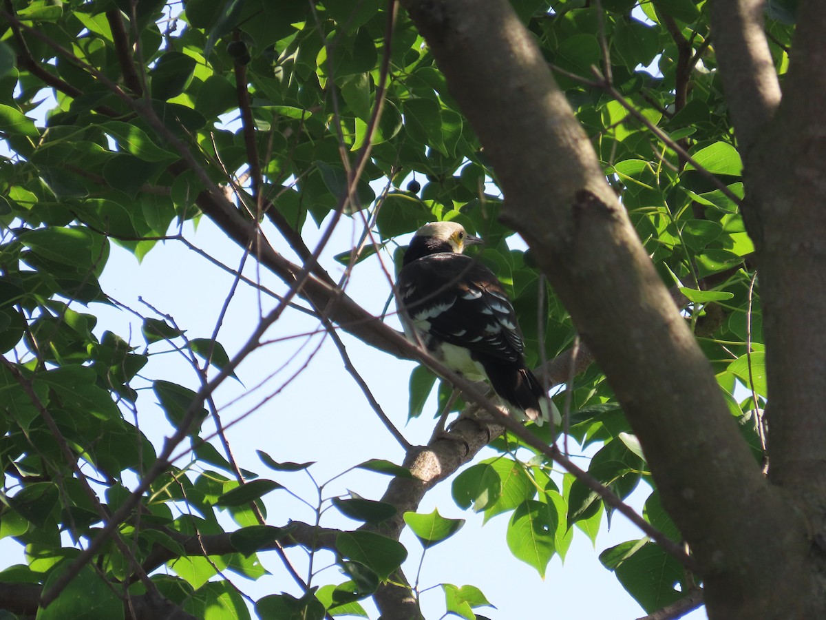 Black-collared Starling - ML642377866