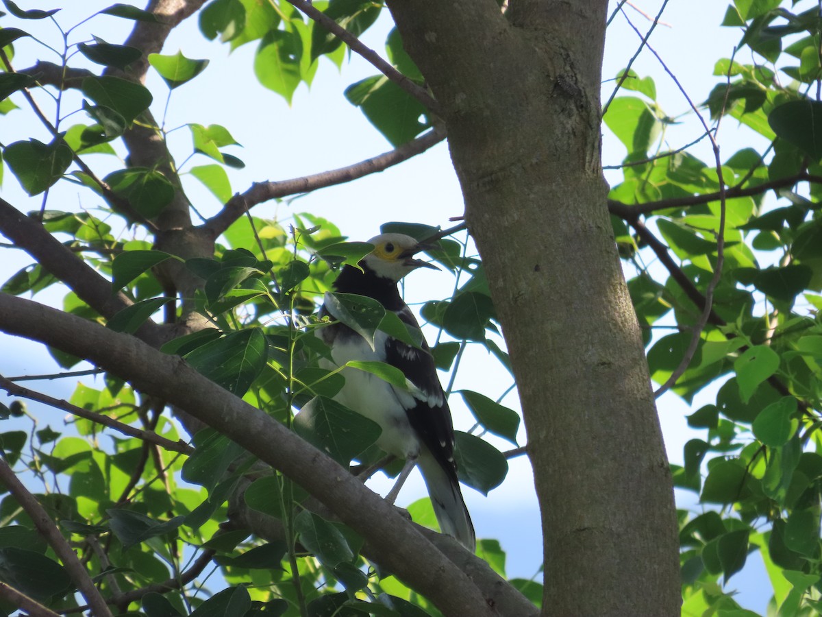 Black-collared Starling - ML642377867