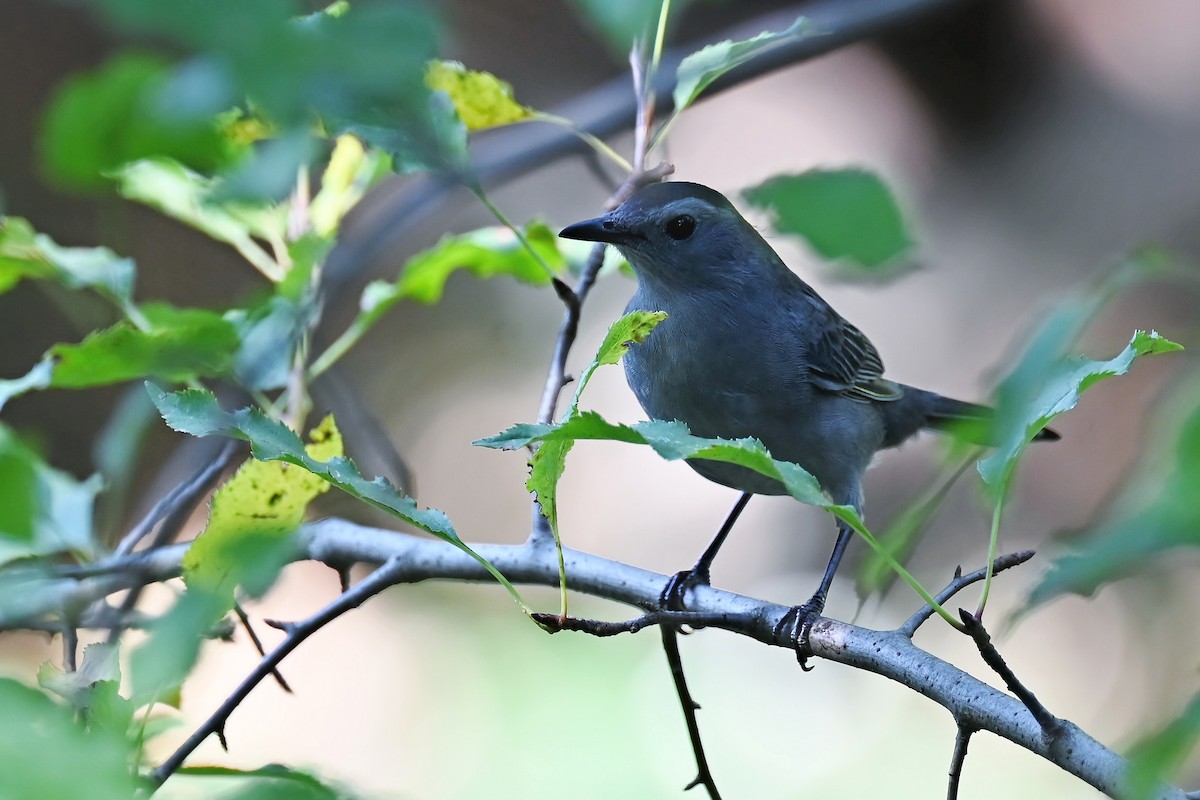 Gray Catbird - ML642377869