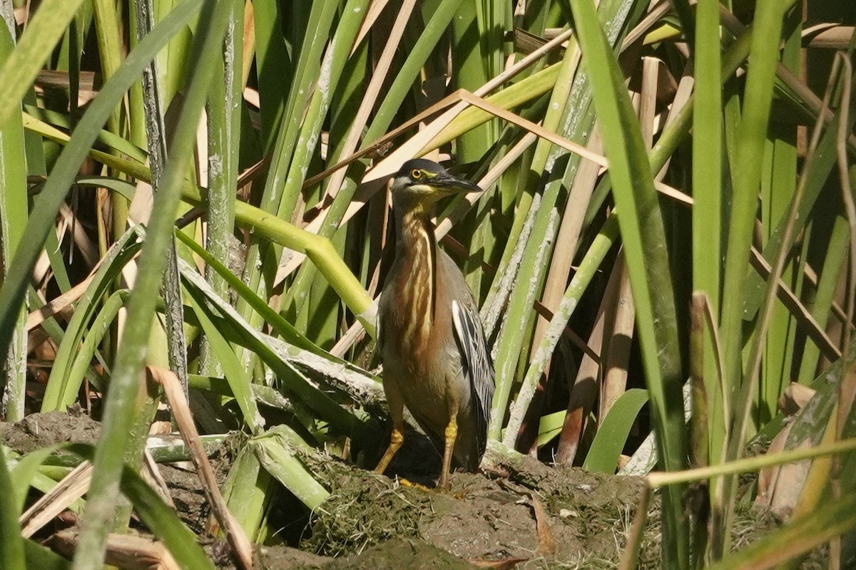 Striated Heron - ML642377874
