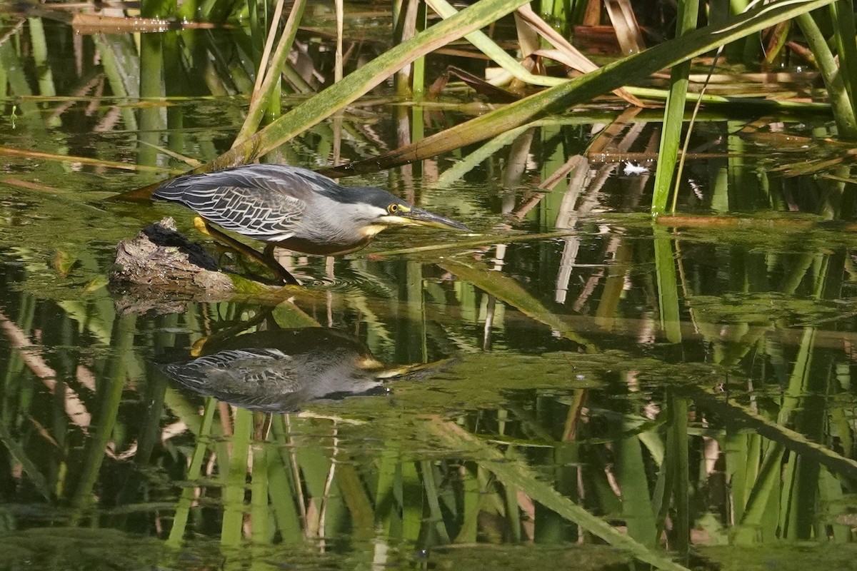 Striated Heron - ML642377875