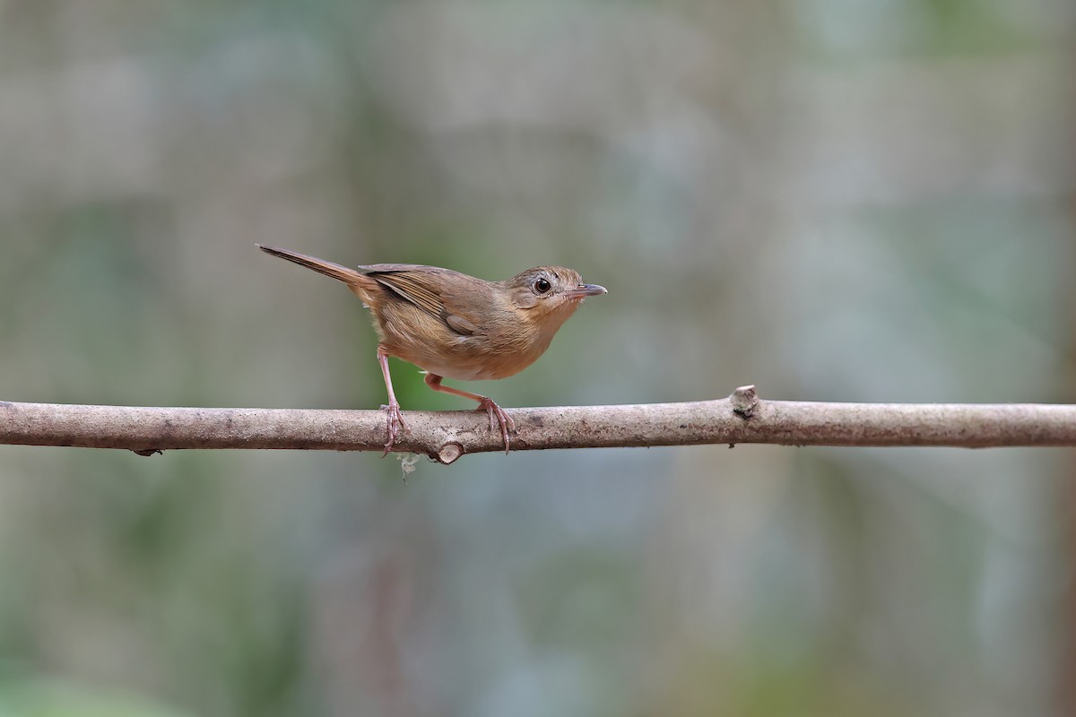 Buff-breasted Babbler - ML642377880