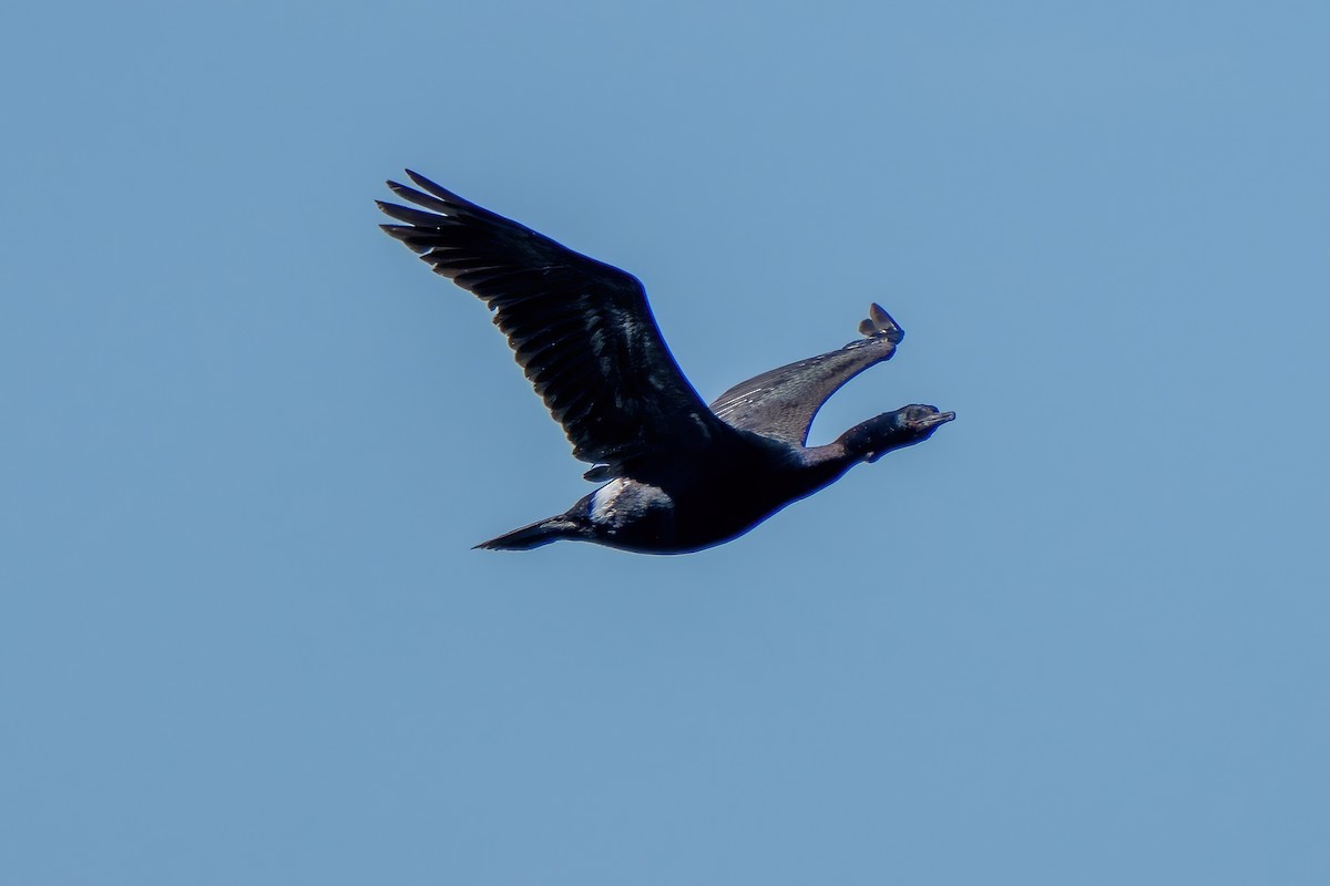 ヒメウ - ML642377885