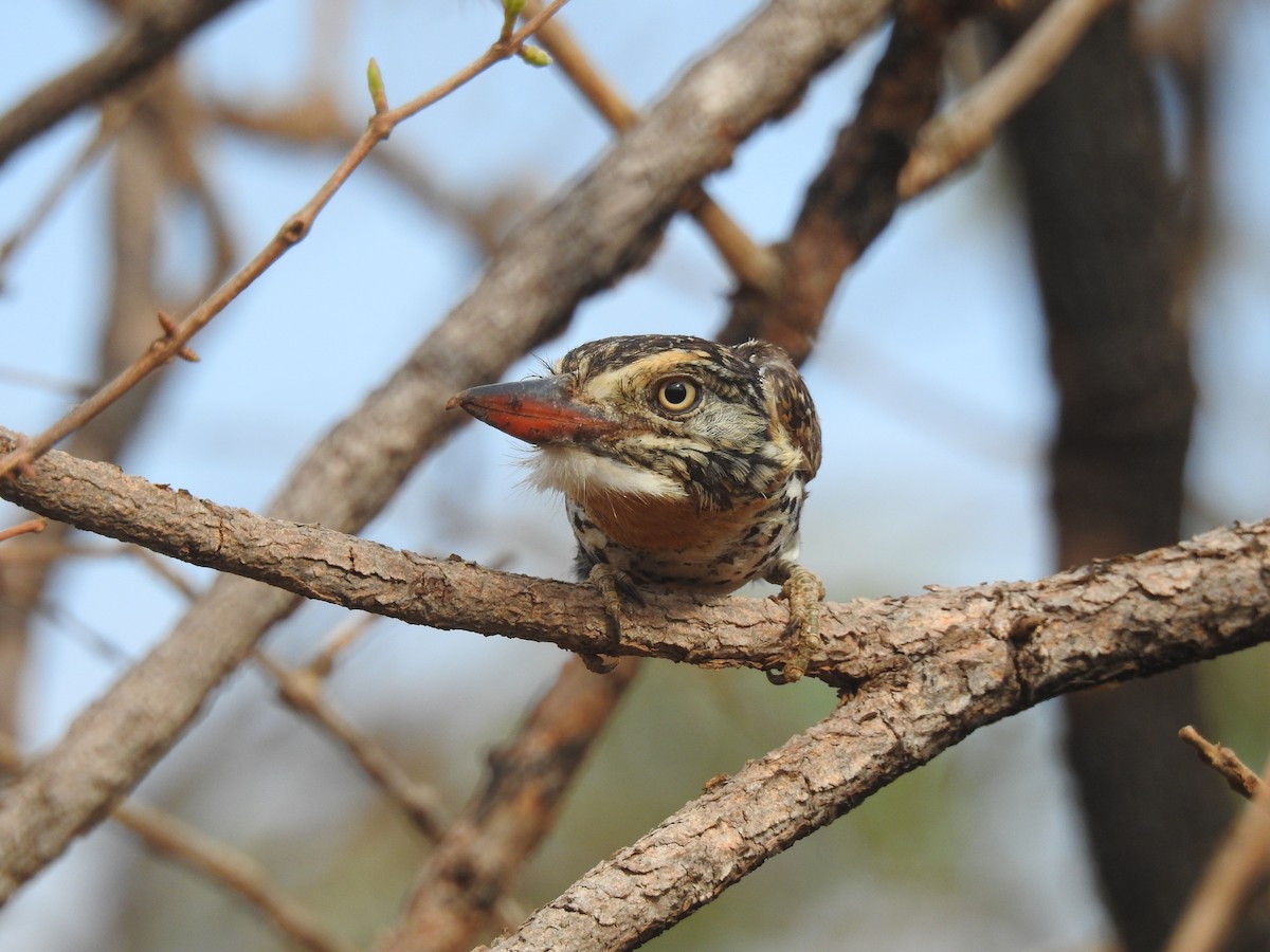 セボシオオガシラ（maculatus） - ML642377886