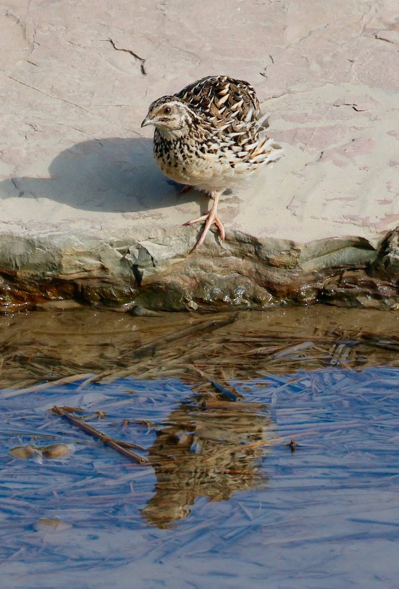 ウズラ - ML642377909