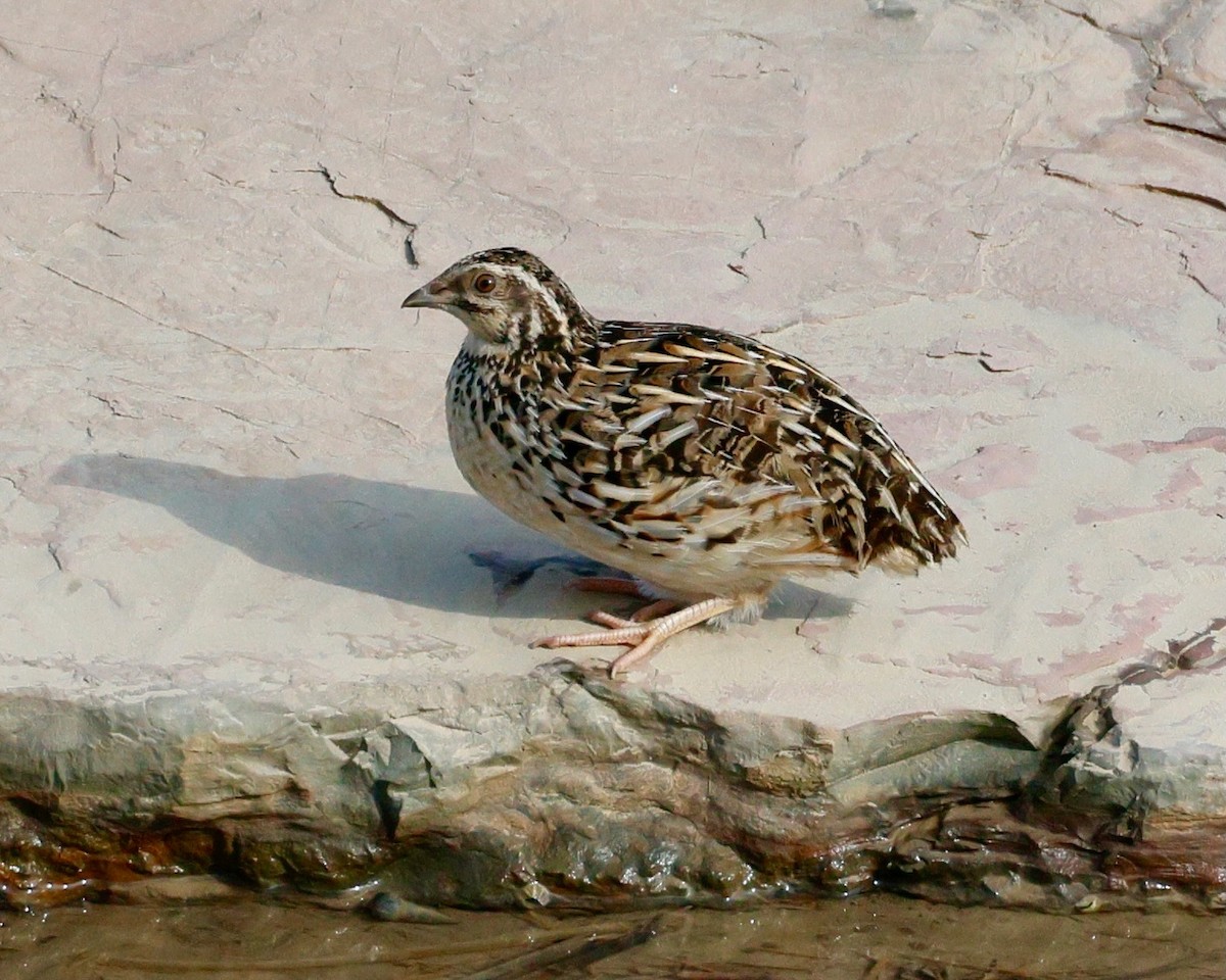 ウズラ - ML642377910