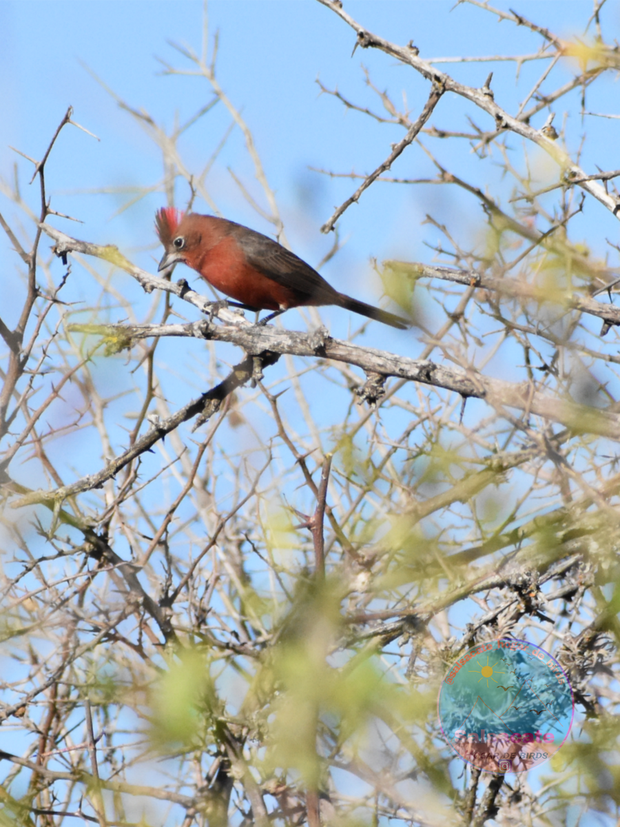 Red-crested Finch - ML642377916
