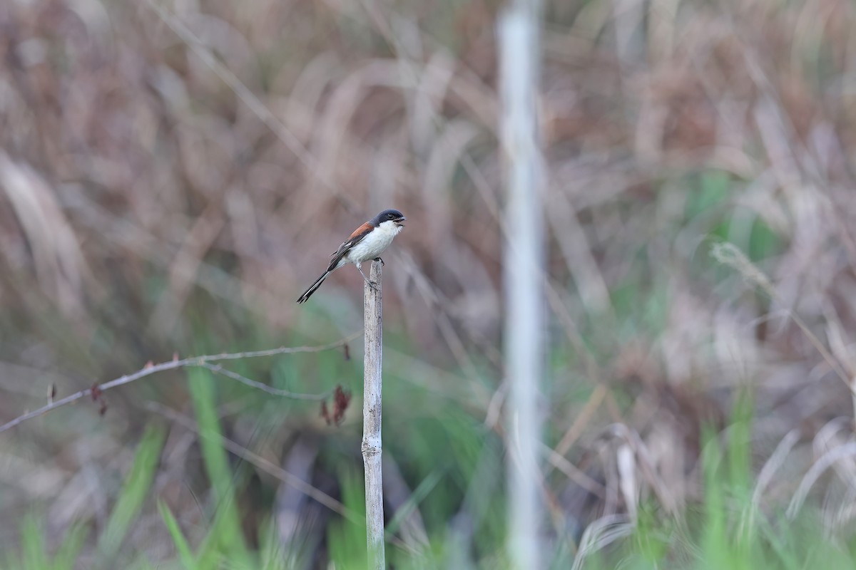 Burmese Shrike - ML642377917