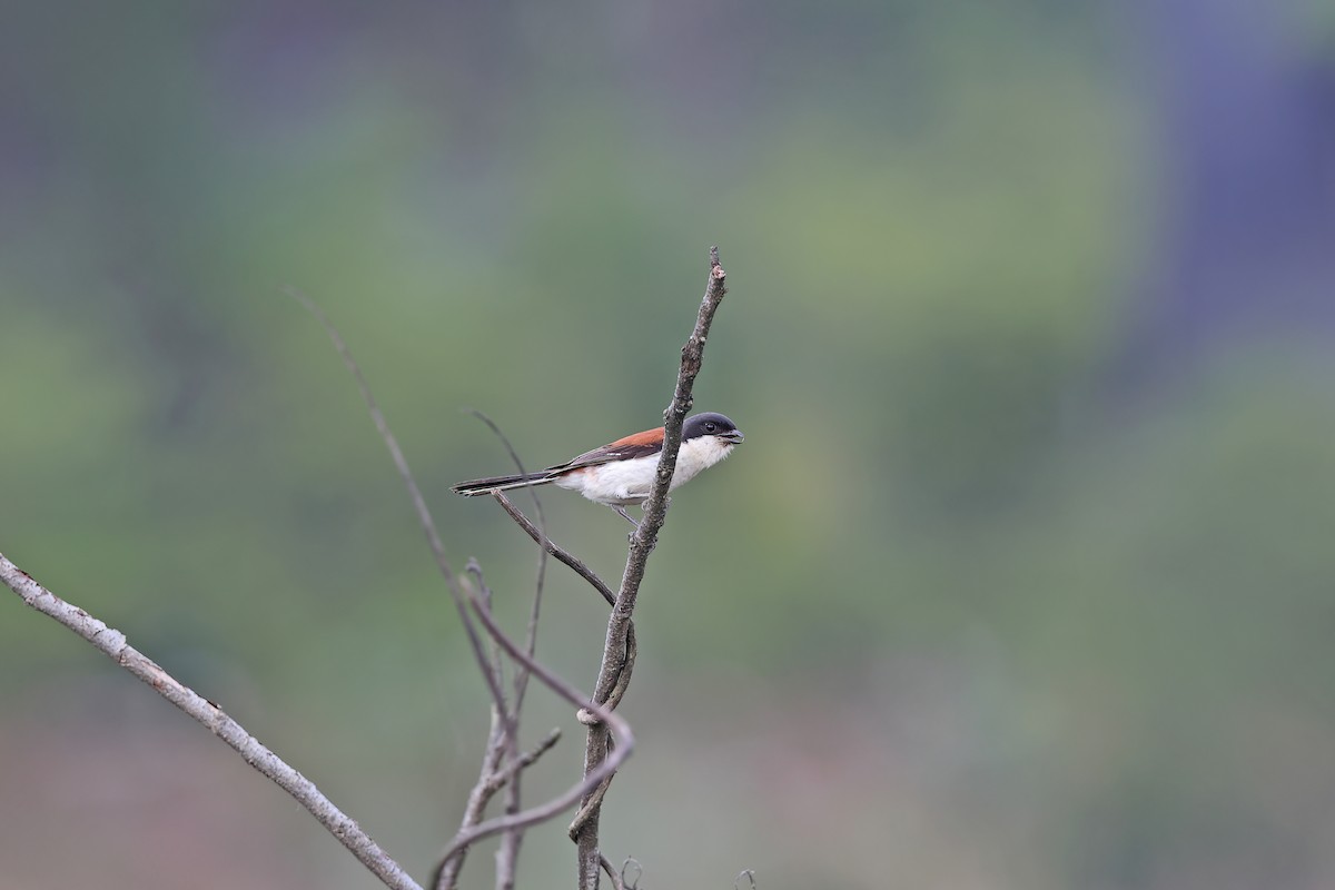 Burmese Shrike - ML642377918