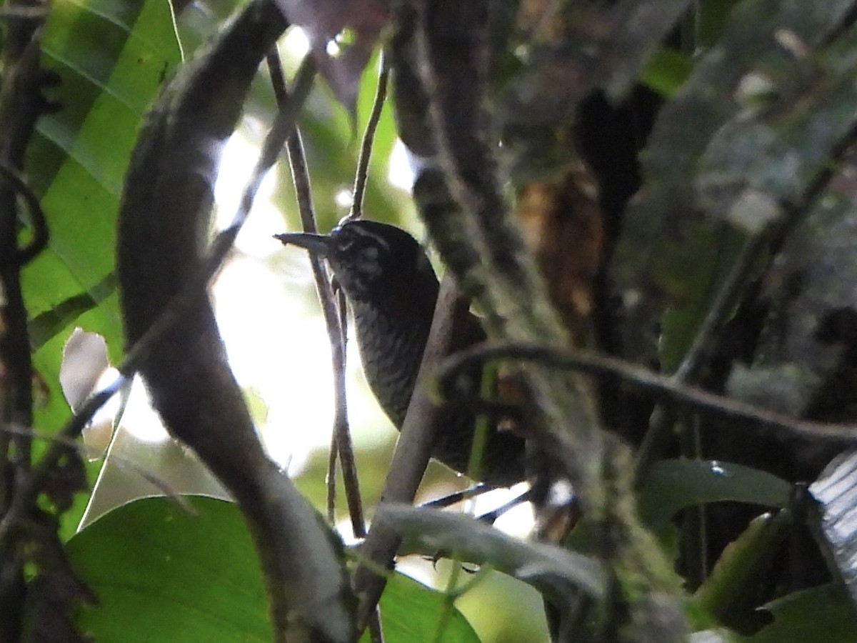 Bay Wren - ML642377937