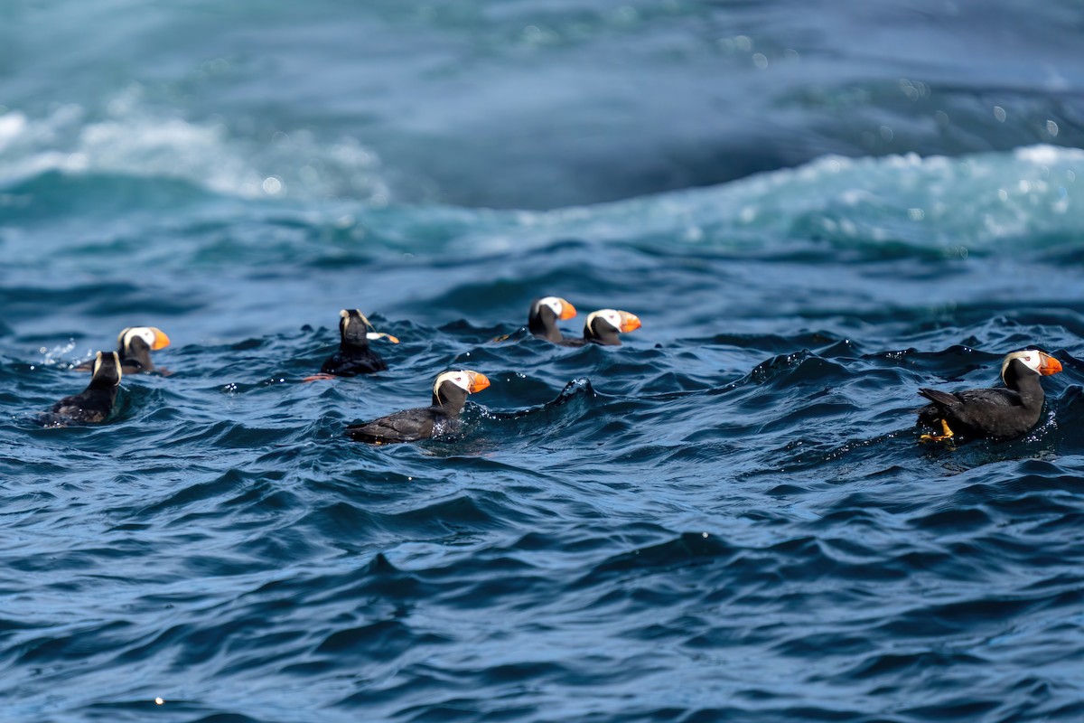 Tufted Puffin - ML642377940
