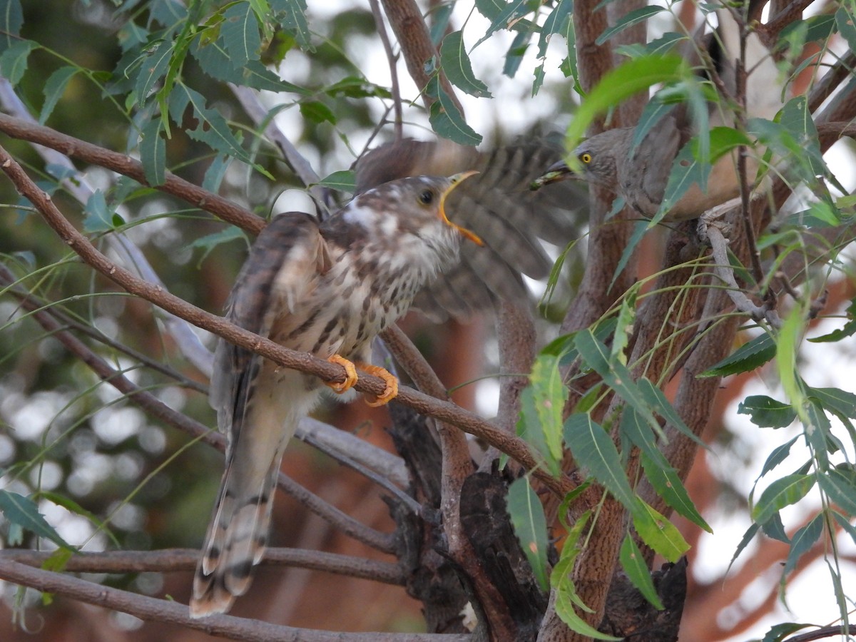 Common Hawk-Cuckoo - ML642377942
