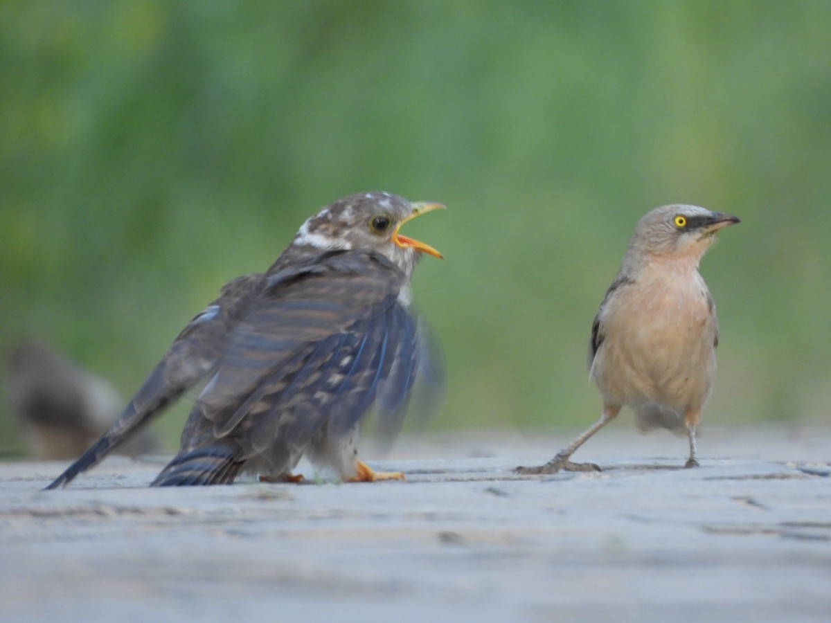 Common Hawk-Cuckoo - ML642377943