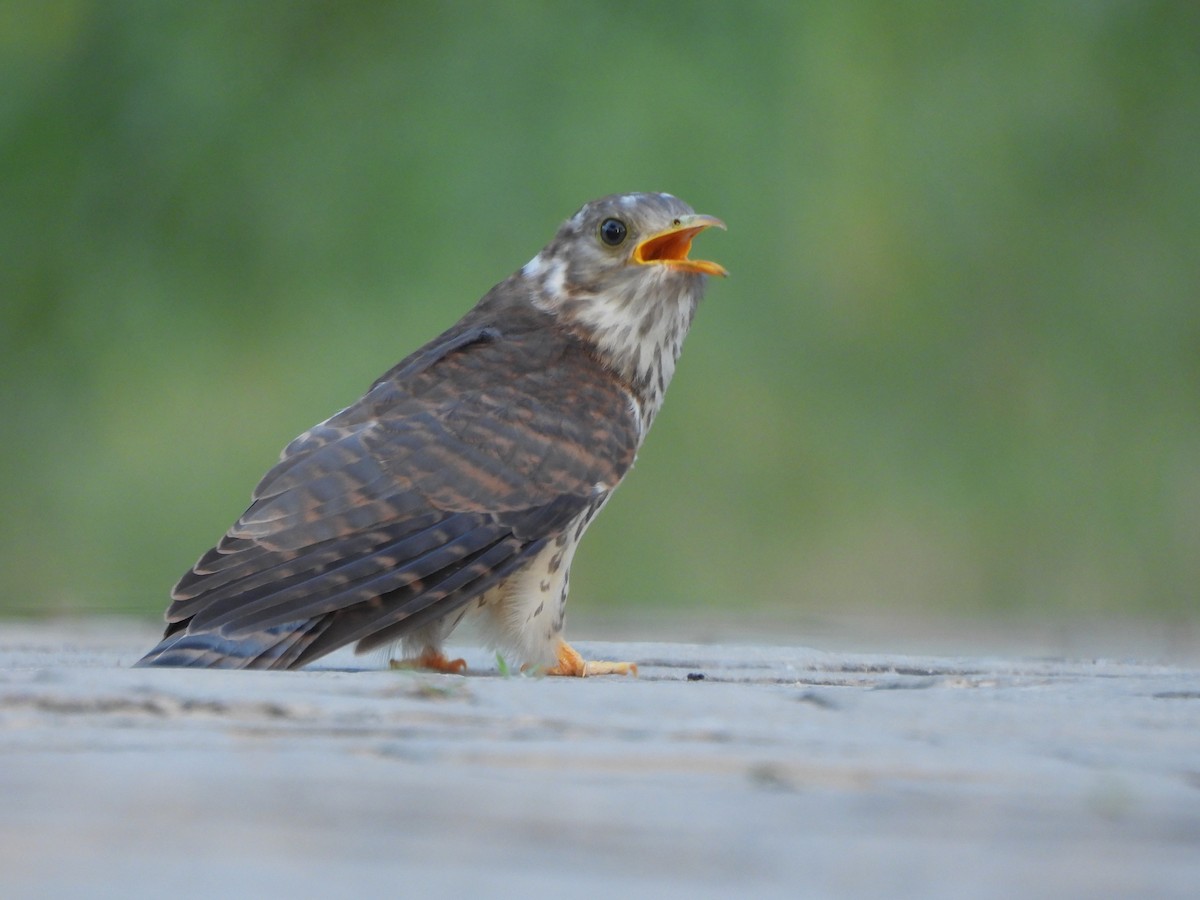 Common Hawk-Cuckoo - ML642377944
