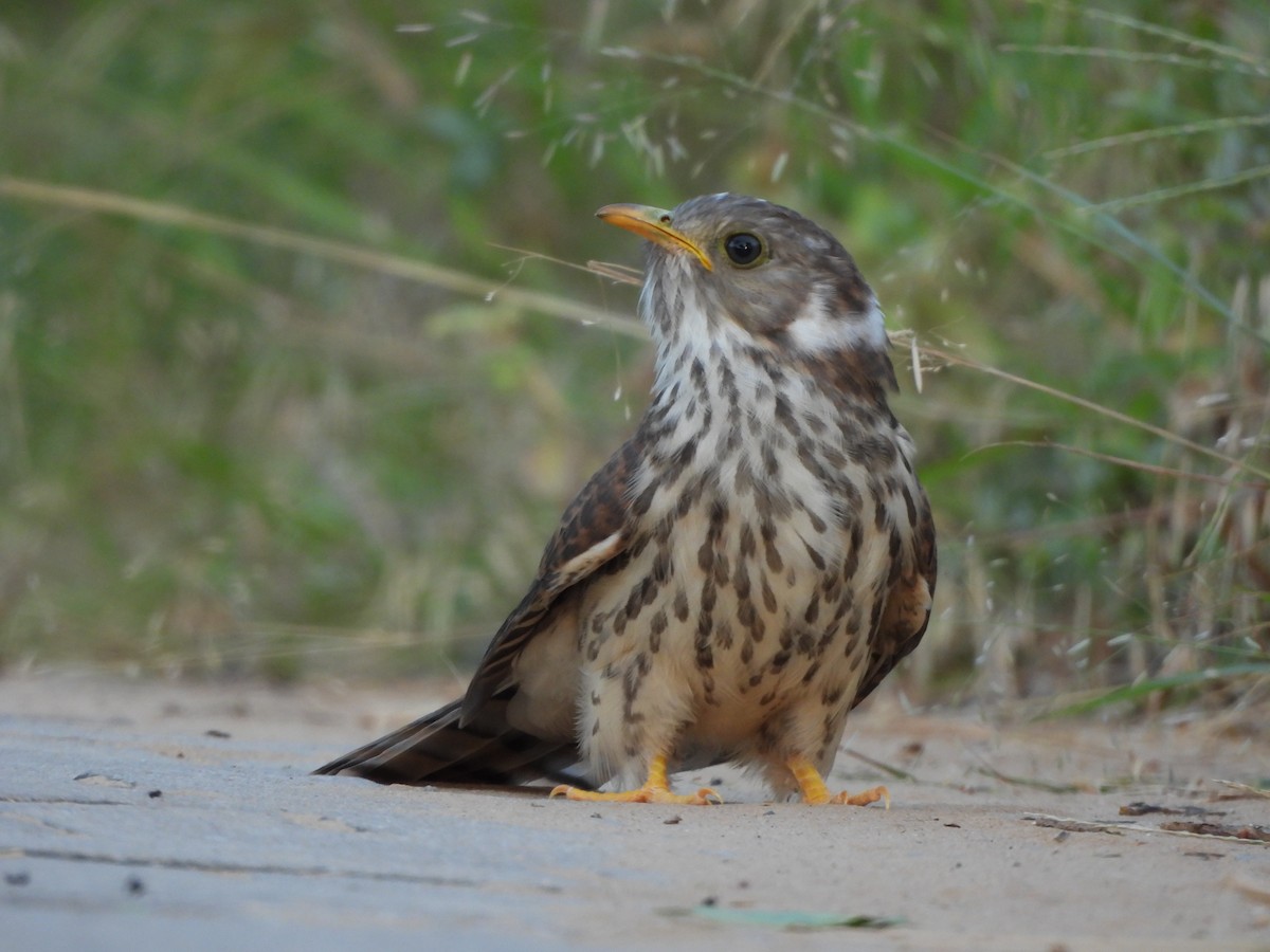 Common Hawk-Cuckoo - ML642377945