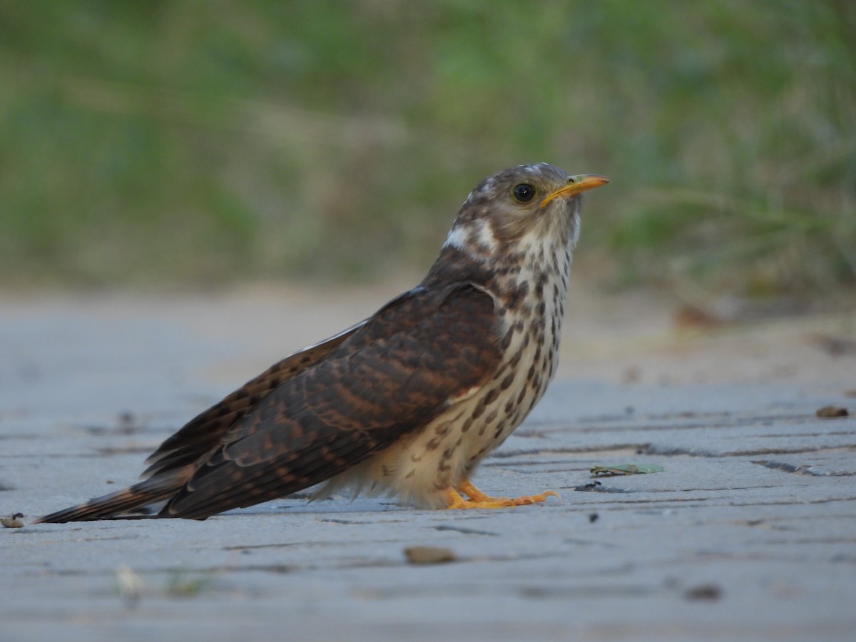 Common Hawk-Cuckoo - ML642377946