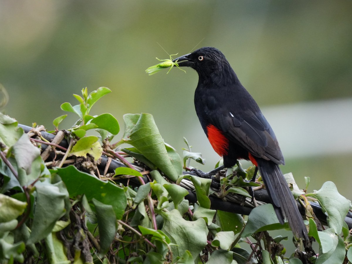 Red-bellied Grackle - ML642377956