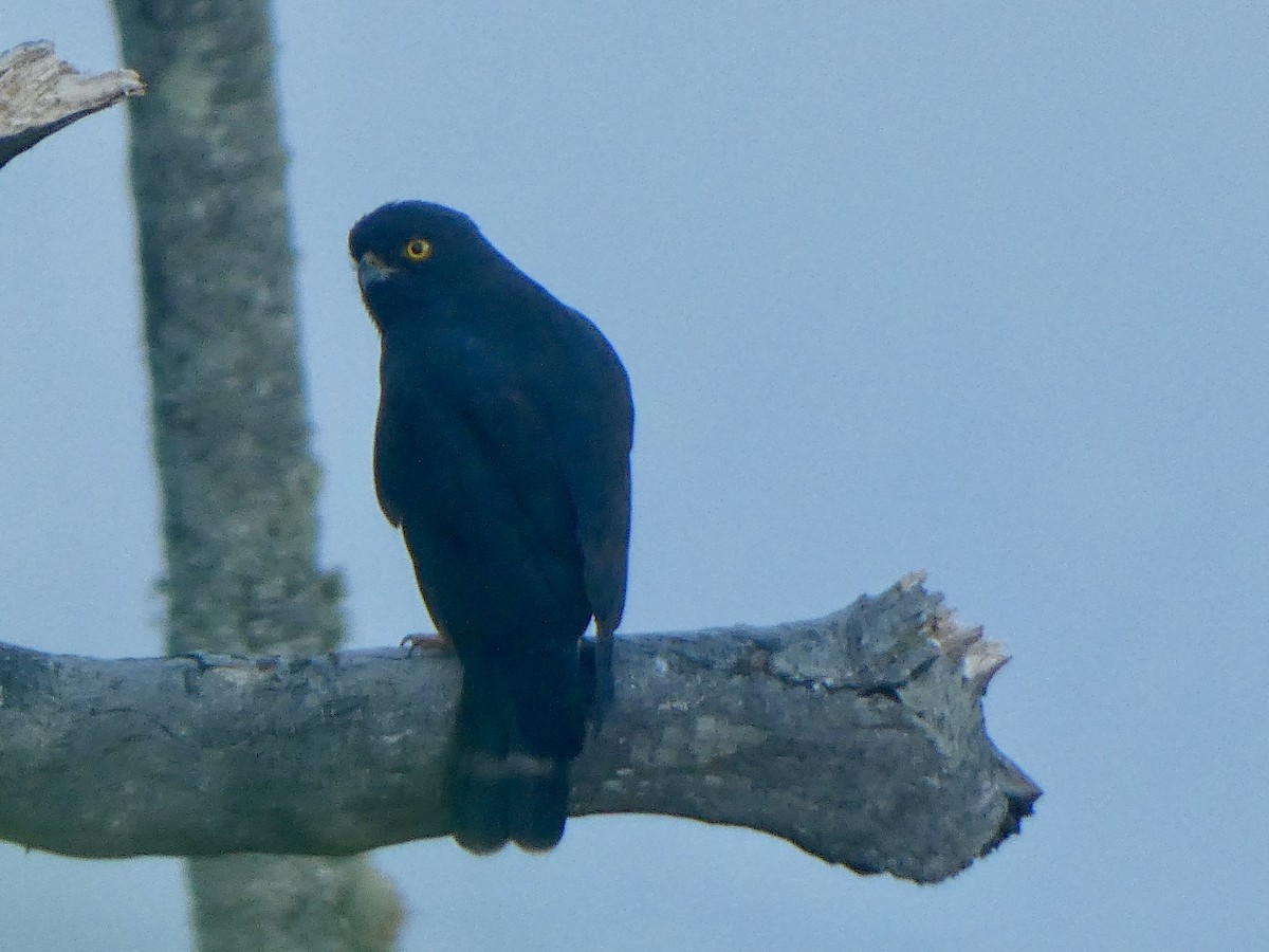 White-rumped Hawk - ML642377968
