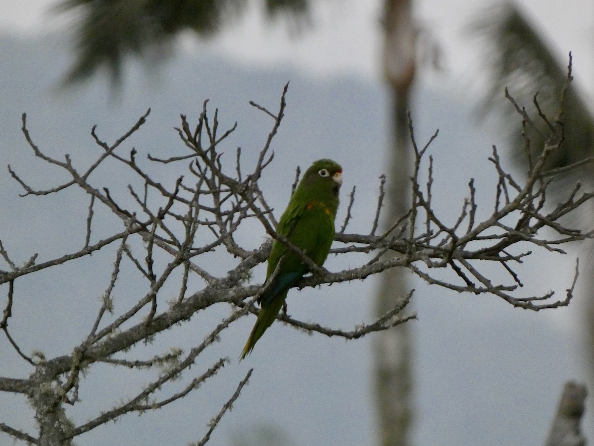 Santa Marta Parakeet - ML642377972