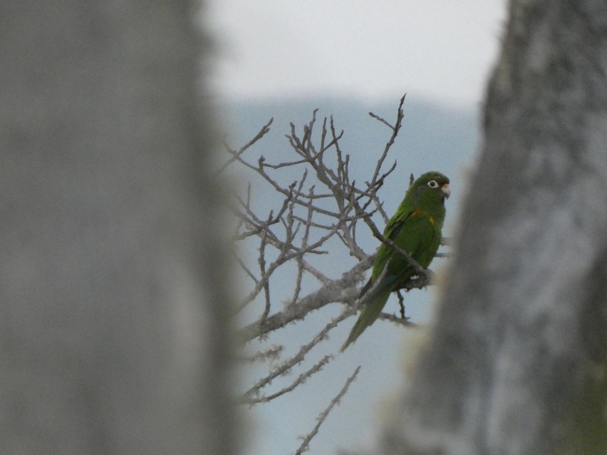 Santa Marta Parakeet - ML642377973