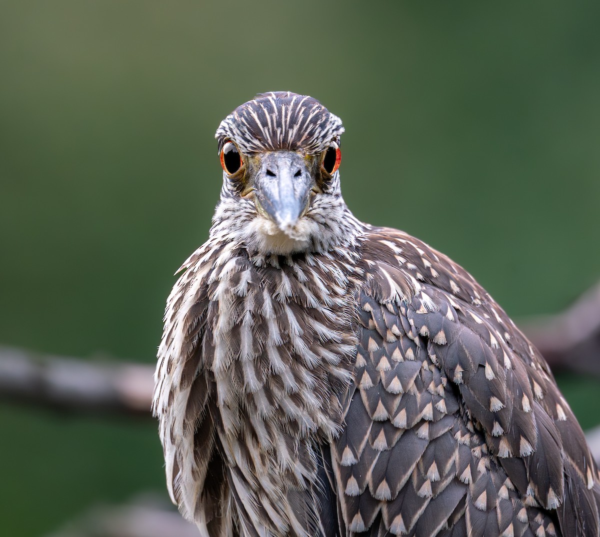 Yellow-crowned Night Heron - ML642377978