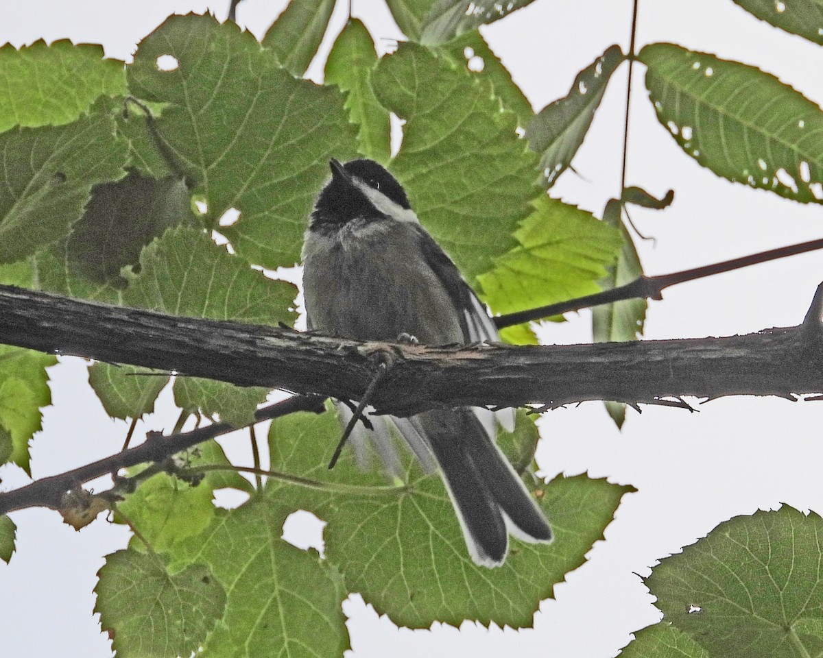 Carolina Chickadee - ML642377982