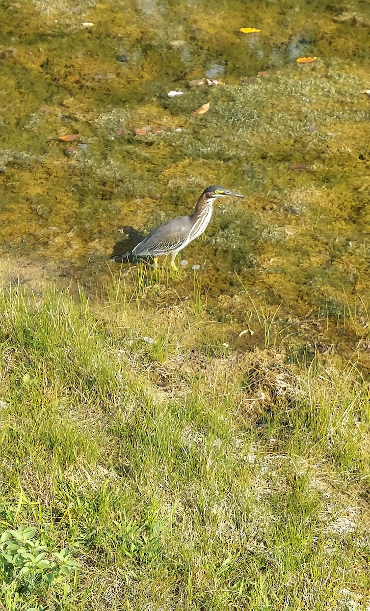 Green Heron - ML642377983
